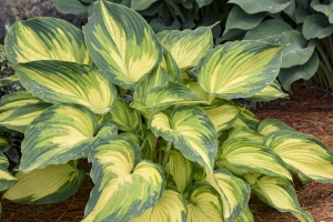 My Fair Lady, Hosta